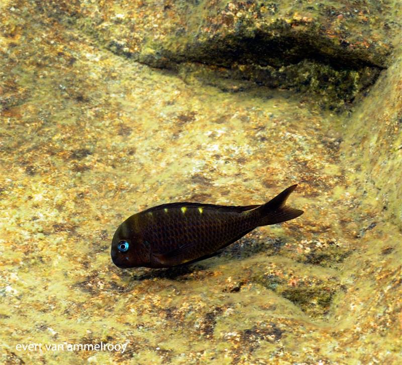 Tropheus sp. 'crescentic' Segunga (north)